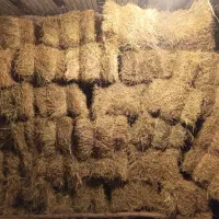 علف داخل باغ