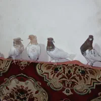 کبوتر کله دار