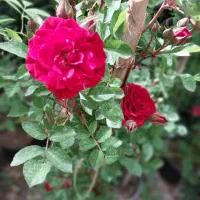 گلخونه ی گل نرگس کوهدشت
