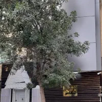 استخدام مربی خانم