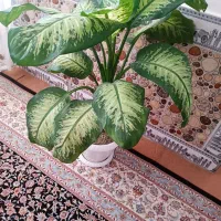 دیفن بهترین نوع دیفن انواع گل