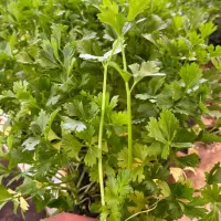 نشا|گل و گیاه طبیعی|کهک, |دیوار