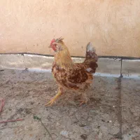 خروس ۴ ماهه سلطان، از زیر مرغ سالم و درشت تضمینی