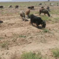 بز بزغاله دار