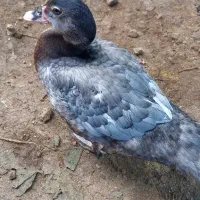 اردک اسرائیلی دودی رنگ خاص
