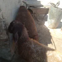 پوشی بره