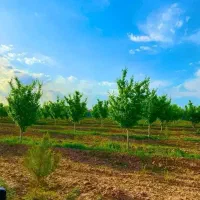 بورس زمینهای  دور دیوار شاهنامه گوارشک املاک عدالت