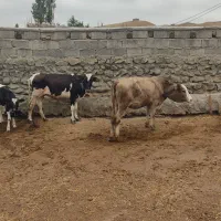 دو راس گوساله