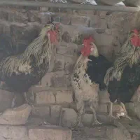 خروس فروشی
