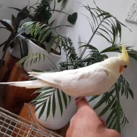 عروس هلندی مولد