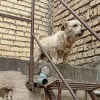 پاکوتاه
