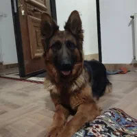 سگ ژرمن شپر اصل