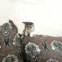 گربه