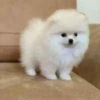 مرکز کل پرورش پامرین