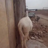 خر ماده