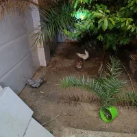 فروش خروس پا کوتاه