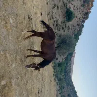 اسب