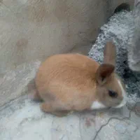 خرگوش سرحال