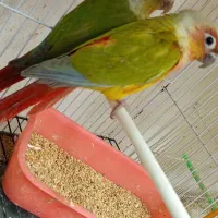 گرینچگ قناری کوتوله عروس