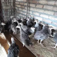 بلوقلمون ۴۰ روزه ۷۰۰ تومان