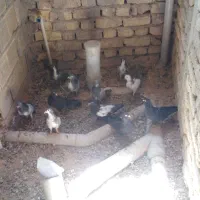 سیاه زاغ سینه ای ترونی