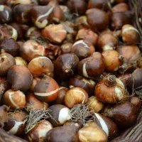 پیاز گل نرگس