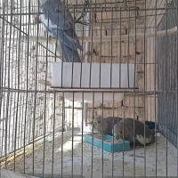 ۳عدد‌ جوجه‌ عروس هلندی بسیار با کیفیت وسخنگو