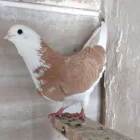 طوقی سینه زردی