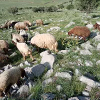 قوچ|حیوانات مزرعه|بیلوار, |دیوار