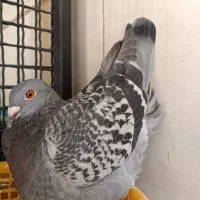 دوتا ماده پلاکی مسافتی ذات دار