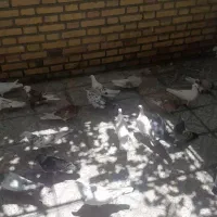 کبوترگرفتنی دانه ۱۴۳