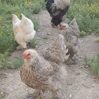 سه عدد مرغ تخم گذار محلی