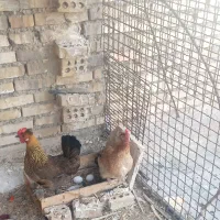 مرغ و خروس محلی سرحال تخم گذار