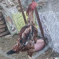 خروس لاری