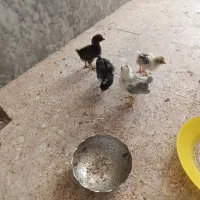 جوجه محلی