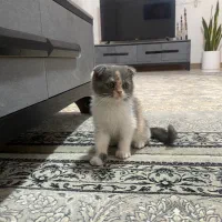 گربه اسکاتیش