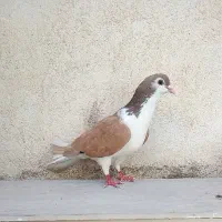 تعدادی کبوتر روسری و سیاه