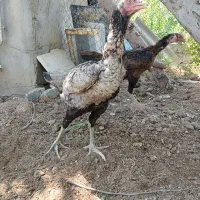 مرغ برزیلی لاری