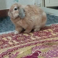خرگوش نرو ماده|موش و خرگوش|بروجرد, |دیوار