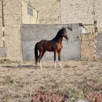 اسب عرب خالص ایرانی