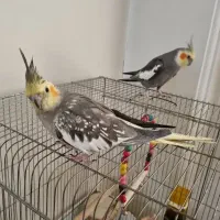 جفت عروس هلندی تخم گذار