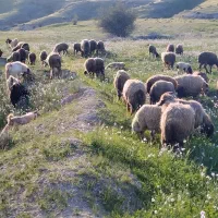 بره