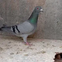 گرفتنی|پرنده|قائن, |دیوار