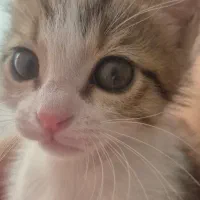 بچه گربه ۲ ماهه