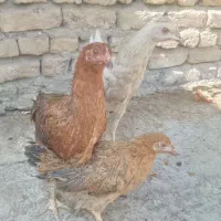 مرغ