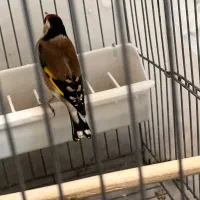 سهره|پرنده|ساوه, |دیوار