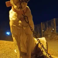 ماده سگ سراب 18 ماه