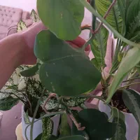 گل برگ انجیری