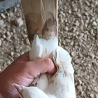 کبوتر|پرنده|پلدختر, |دیوار