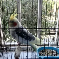 عروس هلندی